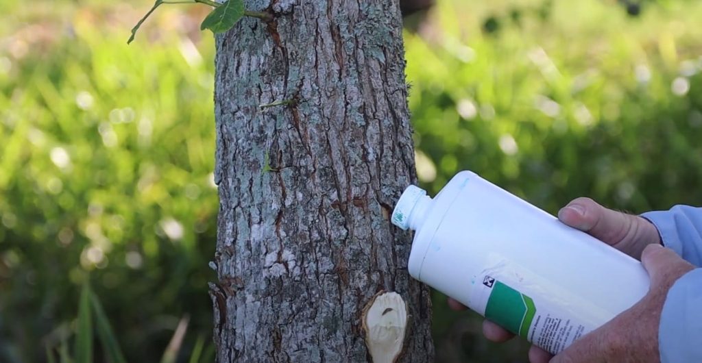 Tordon Tree Management in Pastures